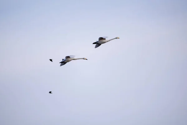 Αγριόκυκνοι Κύκνοι Cygnus Cygnus Πετώντας Στον Ουρανό Πάνω Από Χωράφι — Φωτογραφία Αρχείου