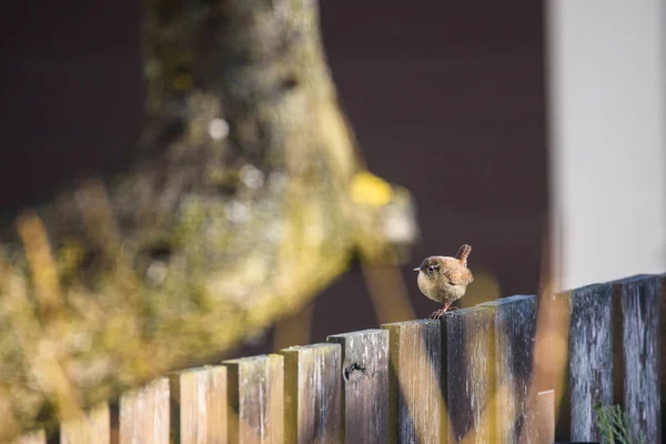 Selektives Fokusfoto Der Zaunkönig Troglodytes Troglodytes Auf Einem Holzzaun Garten — Stockfoto