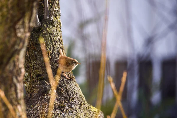 セレクティブ フォーカス写真 庭の梅の木の幹の上に座ってミソサザイの鳥 ミソサザイ 渡り鳥の鳥 — ストック写真