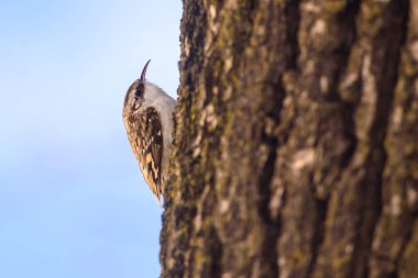Seçici odak fotoğraf. Avrasya Tırmaşık kuşugiller veya ortak Tırmaşık kuşugiller (Certhia familiaris) meşe ağaç gövdesi üzerinde.