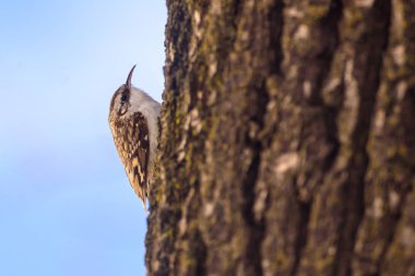 Seçici odak fotoğraf. Avrasya Tırmaşık kuşugiller veya ortak Tırmaşık kuşugiller (Certhia familiaris) meşe ağaç gövdesi üzerinde.