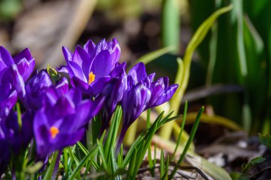 İlk mavi, mor çiğdemler Çiçeklik bahçesinde bahar sırasında.