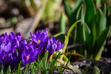 İlk mavi, mor çiğdemler Çiçeklik bahçesinde bahar sırasında.