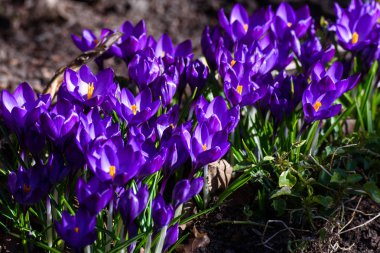 İlk mavi, mor çiğdemler Çiçeklik bahçesinde bahar sırasında.