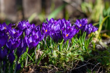 İlk mavi, mor çiğdemler Çiçeklik bahçesinde bahar sırasında.