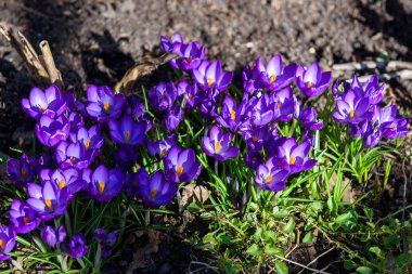 İlk mavi, mor çiğdemler Çiçeklik bahçesinde bahar sırasında.