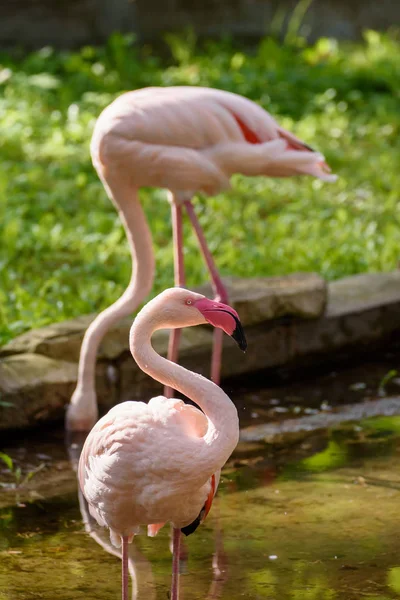 Flamingo Vogel Phoenicopterus Roseus Rigaer Zoo — Stockfoto