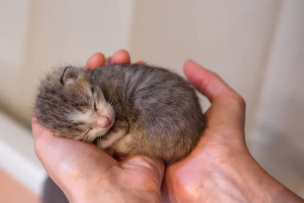 Gatito Recién Nacido Durmiendo Persona Cogida Mano — Foto de Stock