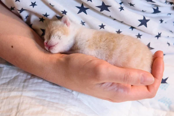 Newborn kitten sleeping. Person holding in hands.