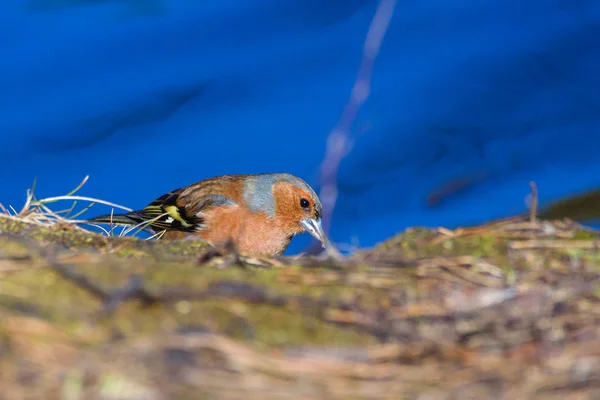 Fringuello Maschio Comune Fringilla Coelebs Uccello Vicino Lago Durante Soleggiata — Foto Stock