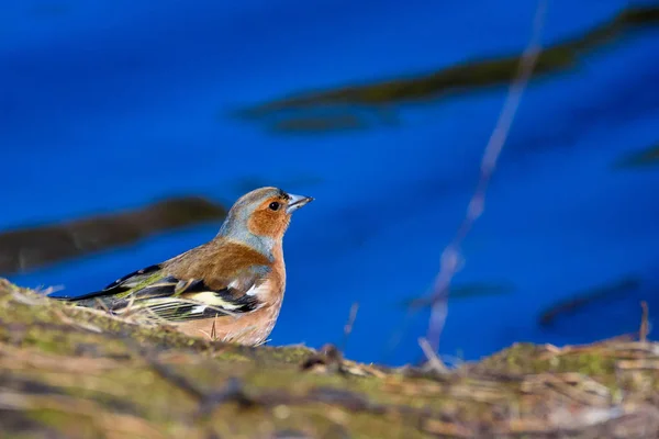 Fringuello Maschio Comune Fringilla Coelebs Uccello Vicino Lago Durante Soleggiata — Foto Stock