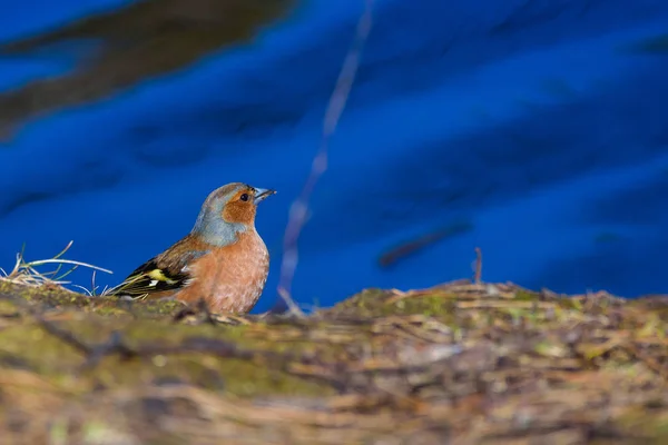 Fringuello Maschio Comune Fringilla Coelebs Uccello Vicino Lago Durante Soleggiata — Foto Stock