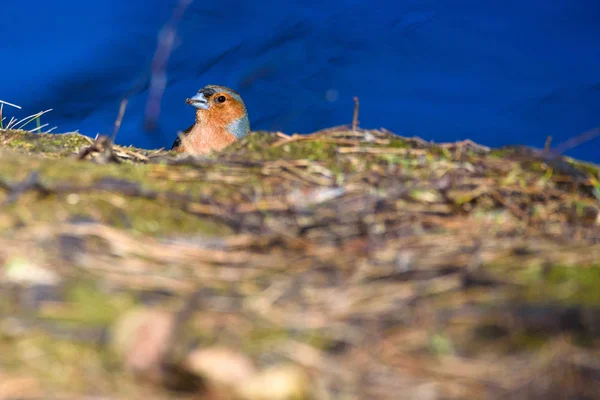 Ανδρικό Κοινό Πτηνό Σπίνος Fringilla Coelebs Κοντά Στη Λίμνη Κατά — Φωτογραφία Αρχείου