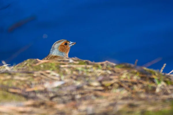 在阳光明媚的春日 湖边的雄性常见的鸟 美丽的阳光 — 图库照片