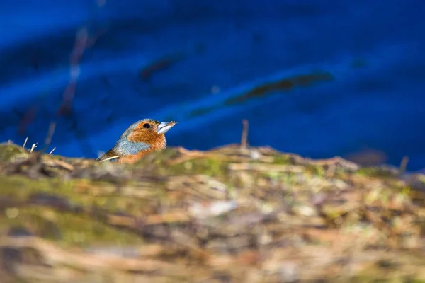 Brochet Commun Mâle Fringilla Coelebs Oiseau Près Lac Pendant Journée — Photo