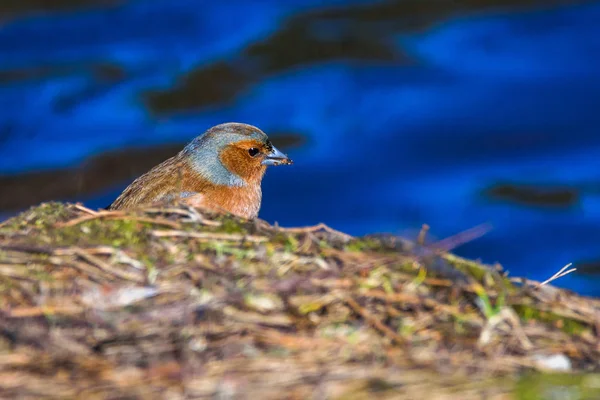 Manliga Vanlig Bofink Fringilla Coelebs Fågel Solig Vårdag Vid Sjön — Stockfoto