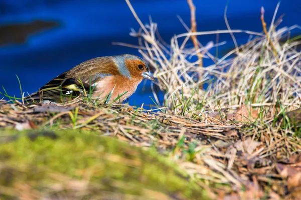 Pinzón Común Macho Fringilla Coelebs Pájaro Cerca Del Lago Durante — Foto de Stock