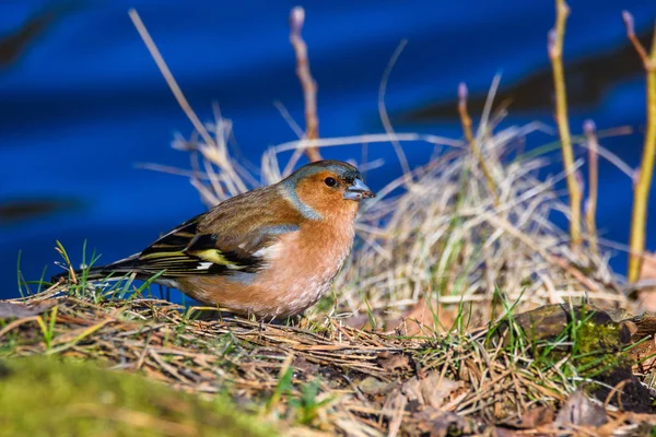 Chaffinch Comum Masculino Coelebs Fringilla Pássaro Perto Lago Durante Dia — Fotografia de Stock