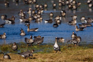 Kırsal alanda sel arazi üzerinde göçmen kaz kuşların büyük kalabalık.