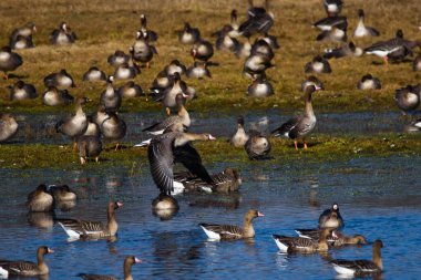 Kırsal alanda sel arazi üzerinde göçmen kaz kuşların büyük kalabalık.