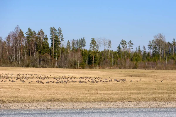 Huge Crowd Migratory Goose Birds Flood Land Field Countryside — Stock Photo, Image