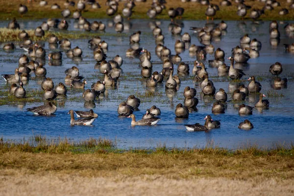 田舎の野原の洪水地帯に渡り鳥の巨大な群衆 — ストック写真