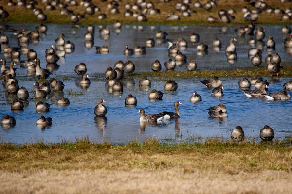 Huge Crowd Migratory Goose Birds Flood Land Field Countryside — Stock Photo, Image