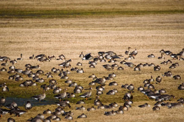 Kırsal Alanda Sel Arazi Üzerinde Göçmen Kaz Kuşların Büyük Kalabalık — Stok fotoğraf