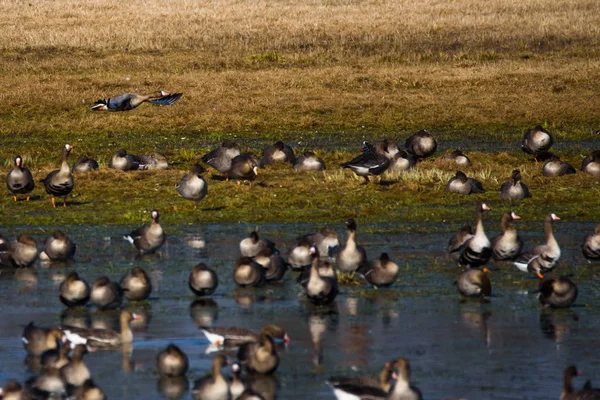 Grande Multidão Aves Ganso Migratórias Terras Inundação Campo Campo — Fotografia de Stock