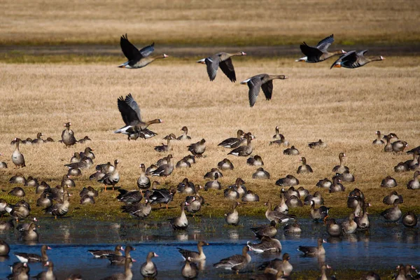 Riesige Schar Von Zuggänsen Auf Flutland Auf Einem Feld Der — Stockfoto