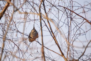 Seçici odak fotoğrafı. Kuş ağacında Avrasya penduline meyni veya Avrupa pendüline meyonu (Remiz pendulinus) kuş yuvası.