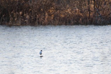 Seçici odak fotoğrafı. Gölde kaya üzerinde oturan kara başlı martı kuş (Chroicocephalus ridibundus).