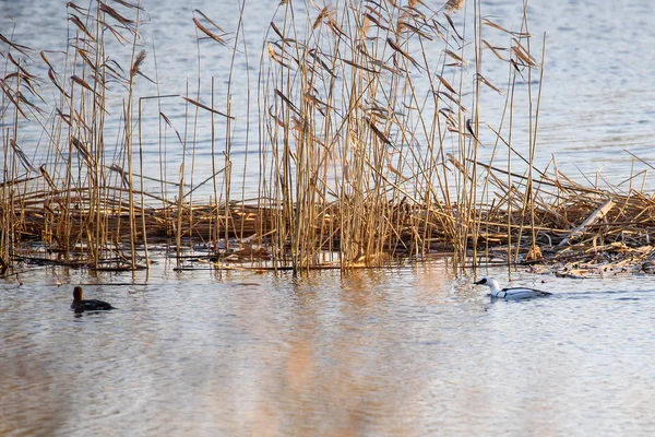 Selektives Fokusfoto Das Schmiervogelpaar Mergellus Albellus See — Stockfoto