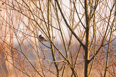 Seçici odak fotoğrafı. Ortak sazlık kiraz kuşu (Emberiza schoeniclus) çalı dalı üzerinde oturan.