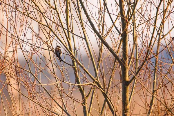 选择性对焦照片 常见的簧片蹦极鸟 Emberiza Schoeniclus 坐在灌木丛的树枝上 — 图库照片