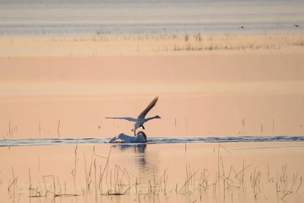 选择性对焦照片 在日落时分 湖中的两只天鹅 西格纳斯 西格纳斯 — 图库照片