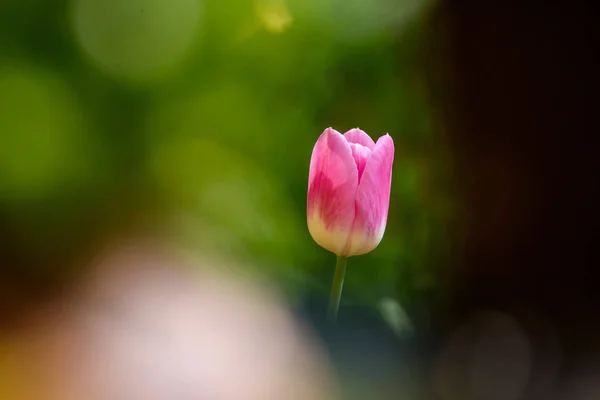 Selective Focus Photo Pink Tulip Flower Bed Garden Spring Time — Stock Photo, Image