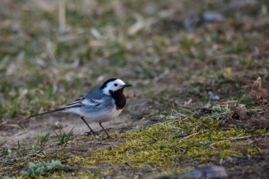 Beyaz kuyruklu kuş (Motacilla alba) göl kenarındaki çimlerde.