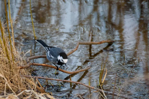 Λευκό Πουλί Wagtail Motacilla Alba Στο Νερό — Φωτογραφία Αρχείου