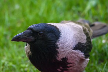 Gri karga (Corvus tristis) kuşcloseup portre.