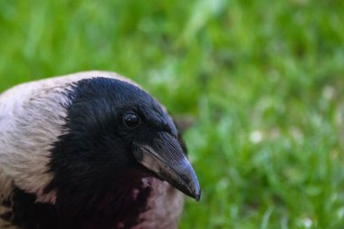 Gri karga (Corvus tristis) kuşcloseup portre.