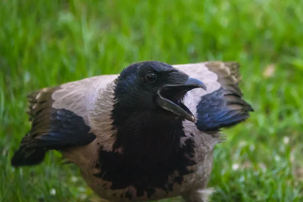 Szürke Varjú Corvus Tristis Madár Nyitott Csőrrel — Stock Fotó