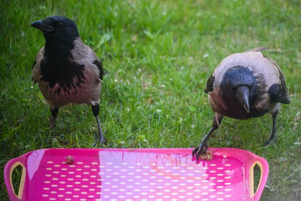 Δύο Γκρίζα Κοράκια Κόρβους Tristis Πτηνά Κομμάτια Κρέατος — Φωτογραφία Αρχείου