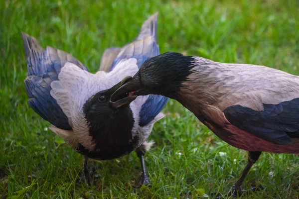 Casal Pássaros Corvos Cinzentos Corvus Tristis Alimentando Uns Aos Outros — Fotografia de Stock