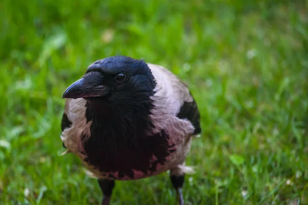 Portrait Rapproché Corbeau Gris Corvus Tristis Oiseau — Photo