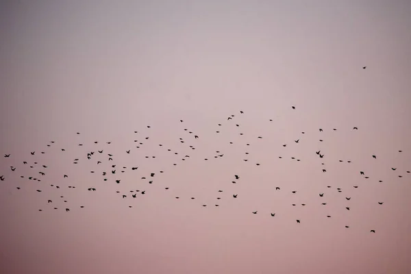 Натовп Звичайних Каламутних Птахів Sturnus Vulgaris Літає Під Час Весняної — стокове фото