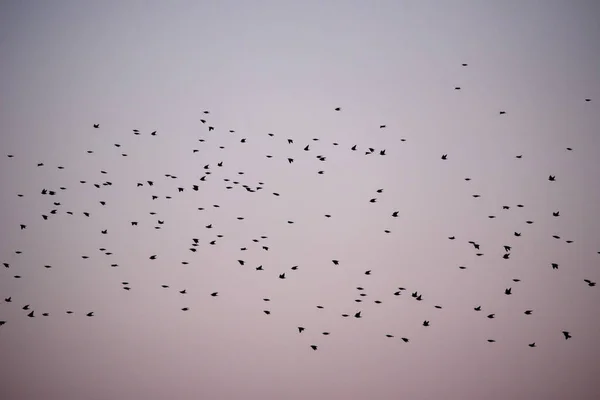 Sığırcık Kuşlarının Sturnus Vulgaris Uçan Kalabalığı Bahar Göçü Sırasında — Stok fotoğraf