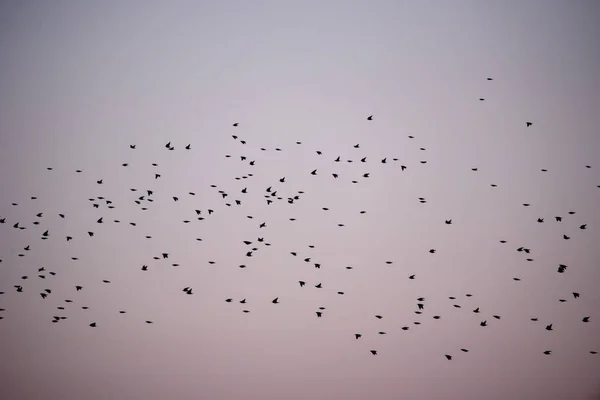 春の移住中に飛ぶ一般的なスターリング鳥 スターンス ブルガリス の群衆 — ストック写真