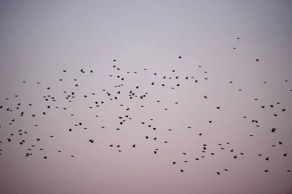 Multidão Aves Estreladas Comuns Sturnus Vulgaris Voando Durante Migração Primavera — Fotografia de Stock