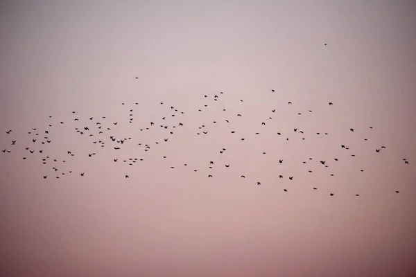 Multidão Aves Estreladas Comuns Sturnus Vulgaris Voando Durante Migração Primavera — Fotografia de Stock